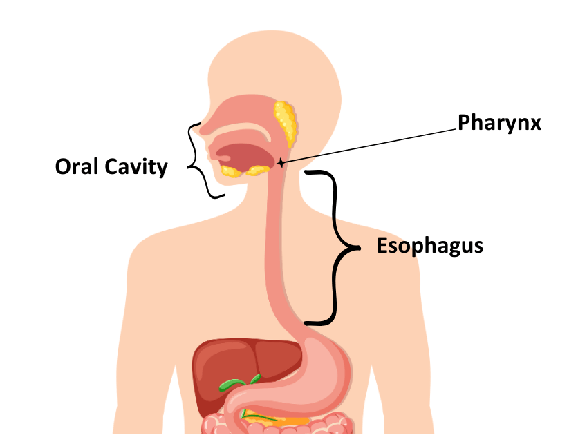 人体上消化道示意图，标注口腔、咽部及食管结构。