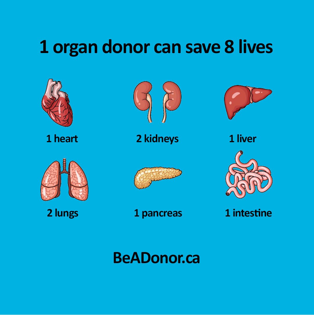 Graphic with the following text: 1 organ donor can save 8 lives - 1 heart - 2 kidneys - 1 liver - 2 lungs - 1 pancreas - 1 intestine BeADonor.ca